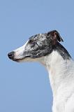 WHIPPET 253